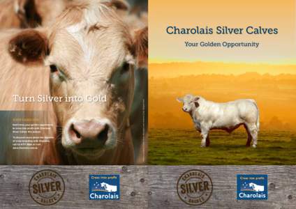 Charolais Silver Calves  Turn Silver into Gold YOUR CASH COW Don’t miss your golden opportunity to cross into profit with Charolais