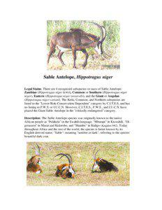 Sable Antelope, Hippotragus niger Legal Status: There are 4 recognized subspecies or races of Sable Antelope: Zambian (Hippotragus niger kirkii), Common or Southern (Hippotragus niger