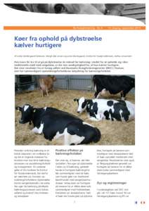Ny KvægForskning Nr. årgang, september 2015 Køer fra ophold på dybstrøelse kælver hurtigere