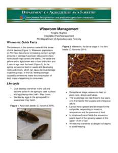 Wireworm Management Angela Hughes Integrated Pest Management PEI Department of Agriculture and Forestry  Wireworm: Quick Facts
