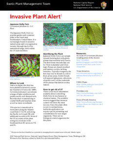 Flora of Japan / House plants / Flora of China / Cyrtomium falcatum / Flora / Cyrtomium / Fern / Dryopteridaceae / Botany / Plant taxonomy