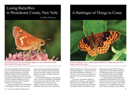 Westchester County /  New York / Satyrium titus / Butterfly / Northern Westchester / Essex Skipper / Theclinae / Lepidoptera / Long Island Sound / Rockefeller family