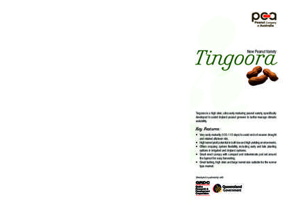 Tingoora New Peanut Variety Market Potential Tingoora has been shown to have great taste and flavour and has a wide range of applications, including the snack and confectionery