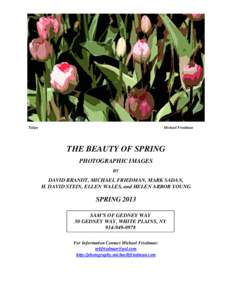 Tulips  Michael Friedman THE BEAUTY OF SPRING PHOTOGRAPHIC IMAGES