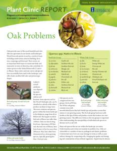 Ornamental trees / Galls / Oak wilt / Sordariomycetes / Quercus shumardii / Oak / Quercus palustris / Quercus alba / Quercus robur / Flora of the United States / Flora / Tree diseases