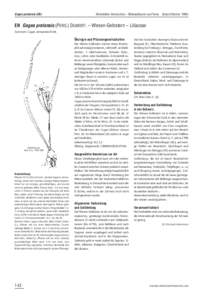 Gagea pratensis (EN)  Merkblätter Artenschutz – Blütenpflanzen und Farne