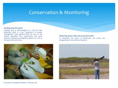 Conservation & Monitoring Banding protected species Banding data is acknowledged as a tool for data gathering which is a key component of species management. Data gathered tells the story of the species population size, 