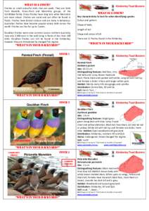 What is A Finch? Finches as small colourful birds that eat seeds. They are birds from Waxbills, Grass-Finch and Mannikins groups, of the Estrildidae family. Grass-finches have long tails while Mannikins are more robust. 