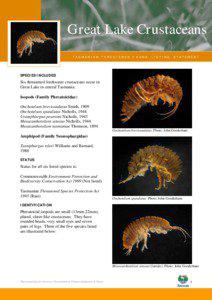 Taxonomy / Central Highlands / Uramphisopus / Onchotelson / Freshwater fish of Australia / Lake Pedder / Great Lake / Lake trout / Paragalaxias / Tasmania / Isopods / Fish