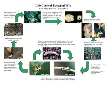 Life Cycle of Bacterial Wilt Caused by Erwinia tracheiphila Bacteria enter xylem vessels of leaf veins and move down the petiole and vine.