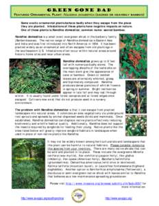 Green Gone Bad  Featured Ornamental Plant: Nandina domestica (sacred or heavenly bamboo) Some exotic ornamental plants behave badly when they escape from the place they are planted. Infestations of these plants have nega