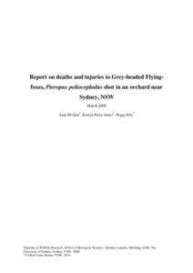 Report on deaths and injuries to Grey-headed Flyingfoxes, Pteropus poliocephalus shot in an orchard near Sydney, NSW March 2009 Anja Divljan1, Kerryn Parry-Jones1, Peggy Eby2  1