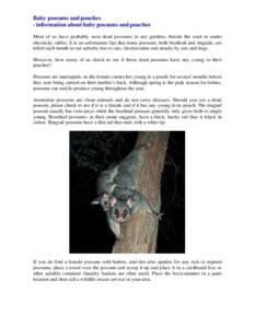 Baby possums and pouches - information about baby possums and pouches Most of us have probably seen dead possums in our gardens, beside the road or under electricity cables. It is an unfortunate fact that many possums, b