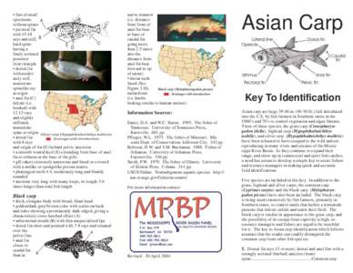 Fishkeeping / Ichthyology / Alepes / Galeus / Hirundichthys / Chondrostoma olisiponensis / Fish / Perciformes / Fish anatomy