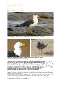 Pacific Gull / Gull / Zoology / Slaty-backed Gull / Caspian Gull / Larus / Ornithology / Fauna of Europe