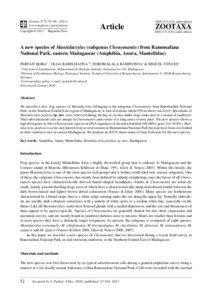 Mantidactylus albofrenatus / Mantidactylus / Ranomafana National Park / Mantidactylus melanopleura