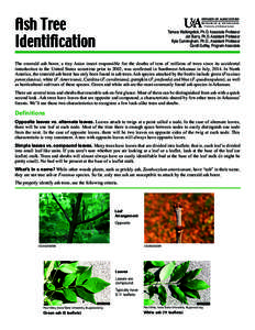 Ash Tree Identification DIVISION OF AGRICULTURE RESEARCH & EXTENSION University of Arkansas System