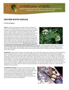 Apiaceae / Cicuta / Conium / Hemlock / Weed control / Weed / Carrot / Plant / Tsuga / Eudicots / Asterids / Apiales