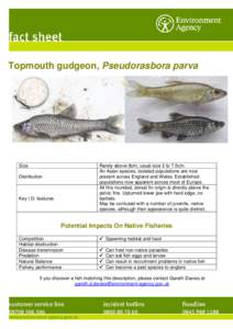 Topmouth gudgeon, Pseudorasbora parva  Size