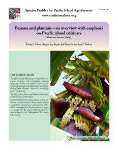 Musa species (bananas and plantains)