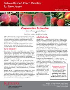 Yellow-Fleshed Peach Varieties for New Jersey Fact Sheet 1072 Cooperative Extension Jerome L. Frecon, Agricultural Agent I