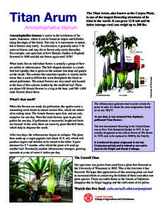 Titan Arum Amorphophallus titanum The Titan Arum, also known as the Corpse Plant, is one of the largest flowering structures of its kind in the world. It can grow 12 ft tall and its
