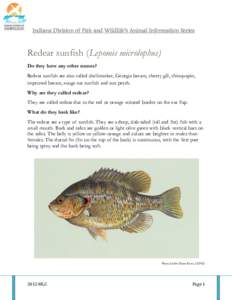 Indiana Division of Fish and Wildlife’s Animal Information Series  Redear sunfish (Lepomis microlophus) Do they have any other names? Redear sunfish are also called shellcracker, Georgia bream, cherry gill, chinquapin,