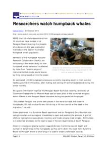 Whale / Zoology / Biology / Pacific Ocean / Cetaceans / Peregian Beach /  Queensland / Humpback whale