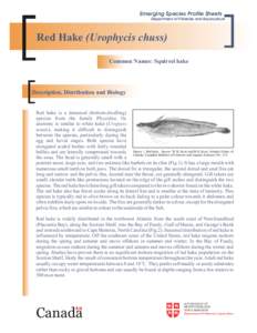 Emerging Species Profile Sheets Department of Fisheries and Aquaculture Red Hake (Urophycis chuss) Common Names: Squirrel hake
