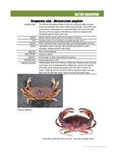 NATIVE DECAPODA Dungeness crab - Metacarcinus magister DESCRIPTION RANGE SIZE