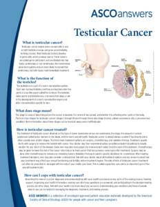 Testicular Cancer Testicular cancer begins when normal cells in one or both testicles change and grow uncontrollably, forming a tumor. Most testicular tumors develop in germ cells, which produce sperm. These tumors are c