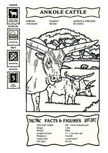 Bovines / Bison / Livestock / Ankole-Watusi / Bovidae / American bison / Cattle / Ruminant / Zebu / Zoology / Biology / Fauna of Asia