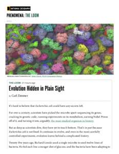 Enterobacteria / Gram-negative bacteria / Gut flora / Evolutionary biology / Escherichia coli / Evolution / Genetics / Microorganism / Mutation / Bacteria / Biology / Microbiology