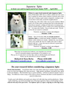 Japanese Spitz in foster care and in urgent need of new homes NOW - April 2014 Mister is a pure bred neutered male Japanese Spitz. Born 29 December 2007, he is a calmer, settled and very sweet dog. Looking for a home whe