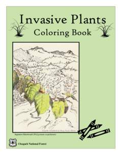 Invasive Plants Coloring Book From the Sketchbook of Mary Keefer Bloom  Japanese Knotweed (Polygonum cuspidatum)