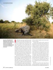 Elephants / Wildlife smuggling / Environmental crime / Ivory / EDGE species / Ivory trade / Poaching / African elephant / African bush elephant / African forest elephant / CITES / Iain Douglas-Hamilton