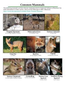 Common Mammals The following mammals are those that are commonly found in backyard habitats in Maryland. For more information on these species, check out the DNR page on MD’s Mammals: http://www.dnr.state.md.us/wildlif