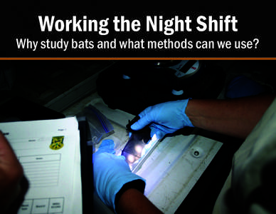 Working the Night Shift  Why study bats and what methods can we use? Bats Are Important