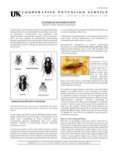 Cockroaches / Chemistry / Hexapoda / Insecticides / Nature / Pest control / Roach bait / Borates / Boric acid / American cockroach / German cockroach / Boron