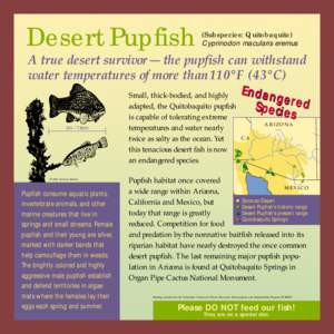 Cave fish / Desert National Wildlife Refuge Complex / Amargosa Desert / Sonoyta pupfish / Cyprinodon macularius / Pupfish / Fish / Cyprinodon / Endangered species