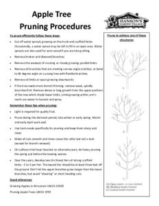 Apple Tree Pruning Procedures To prune efficiently follow these steps:   Cut off water sprouts growing on the trunk and scaffold limbs.