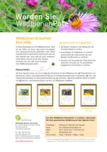 Bildautor: Corinna Hölzer  Werden Sie WildbienenPate Wildbienen brauchen Ihre Hilfe.