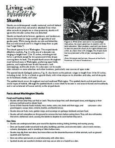 Skunks Skunks are mild-tempered, mostly nocturnal, and will defend themselves only when cornered or attacked. Even when other animals or people are in close proximity, skunks will ignore the intruders unless they are dis