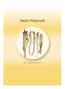 1 cm  Figure 1 A photograph of Radix Platycodi 211