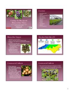 Cuisine of the Southern United States / Viticulture / Vines / Vine training / Muscadine / Berries / Canopy / Annual growth cycle of grapevines / Scuppernong / Wine / Flora of the United States / Agriculture