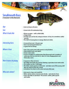 Smallmouth Bass  A ‘newcomer’ to New Brunswick. 