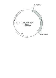 EcoRI (396bp)  VCre pUCNLS-VCre (3911bp)