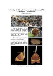 Le Bombyx du Chêne, Lasiocampa quercus (LINNAEUS, [removed]Lepidoptera, Lasiocampidae) par Bernard SCHMELTZ © Bernard Schmeltz