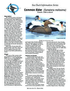 Sea Duck Information Series  Common Eider (Somateria mollissima) French: Eider à duvet  Description