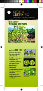 Huanglongbing / Agriculture / Diaphorina citri / Microbiology / Biology / Jumping plant louse / Citrus / Candidatus Liberibacter / Orange / Psylloidea / Tree diseases / Agricultural pest insects